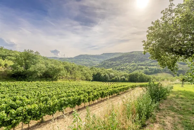 Viñedos de Limoux cerca de Château de Tournou