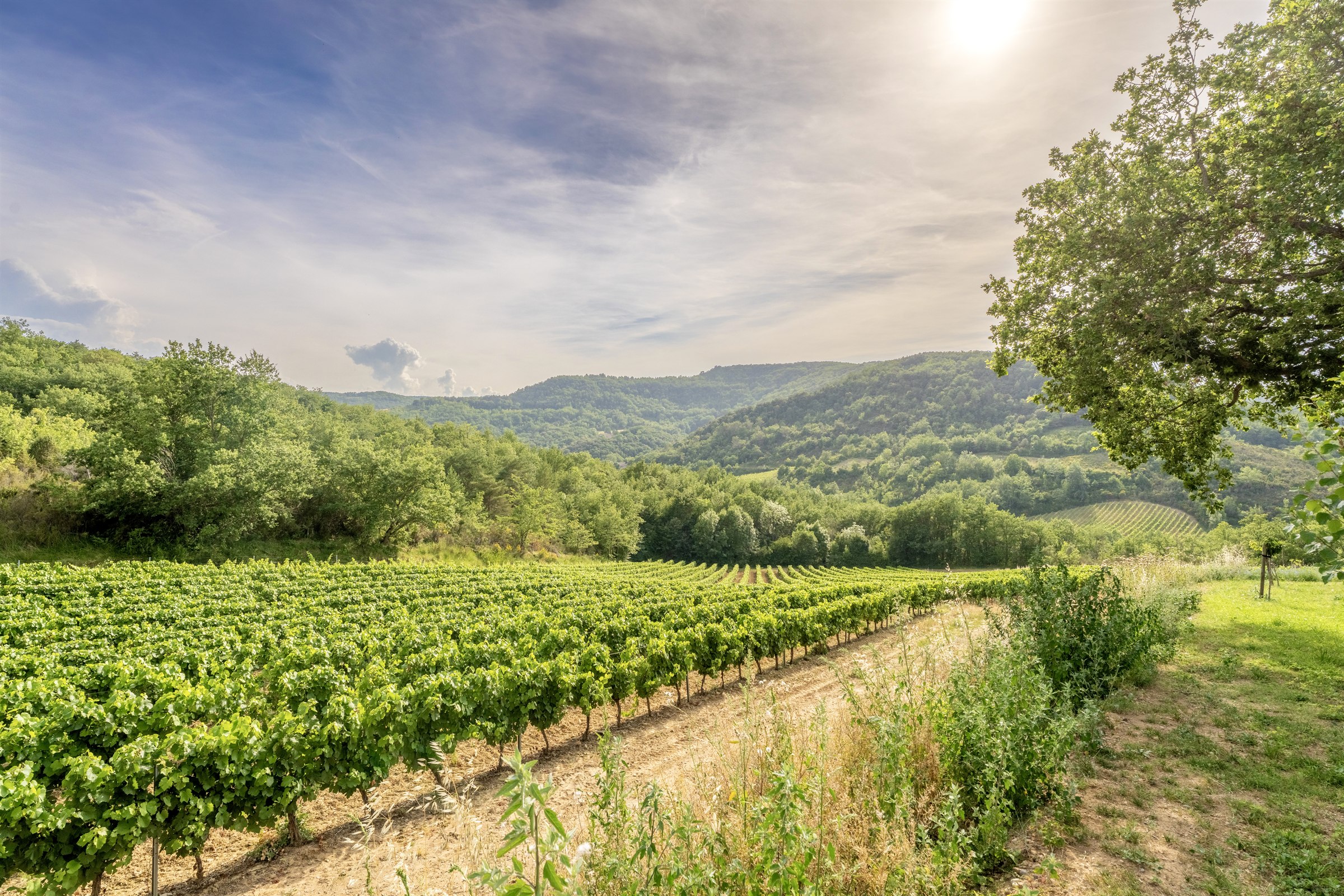 Vineyards and preserved landscapes around Chateau de Tournou