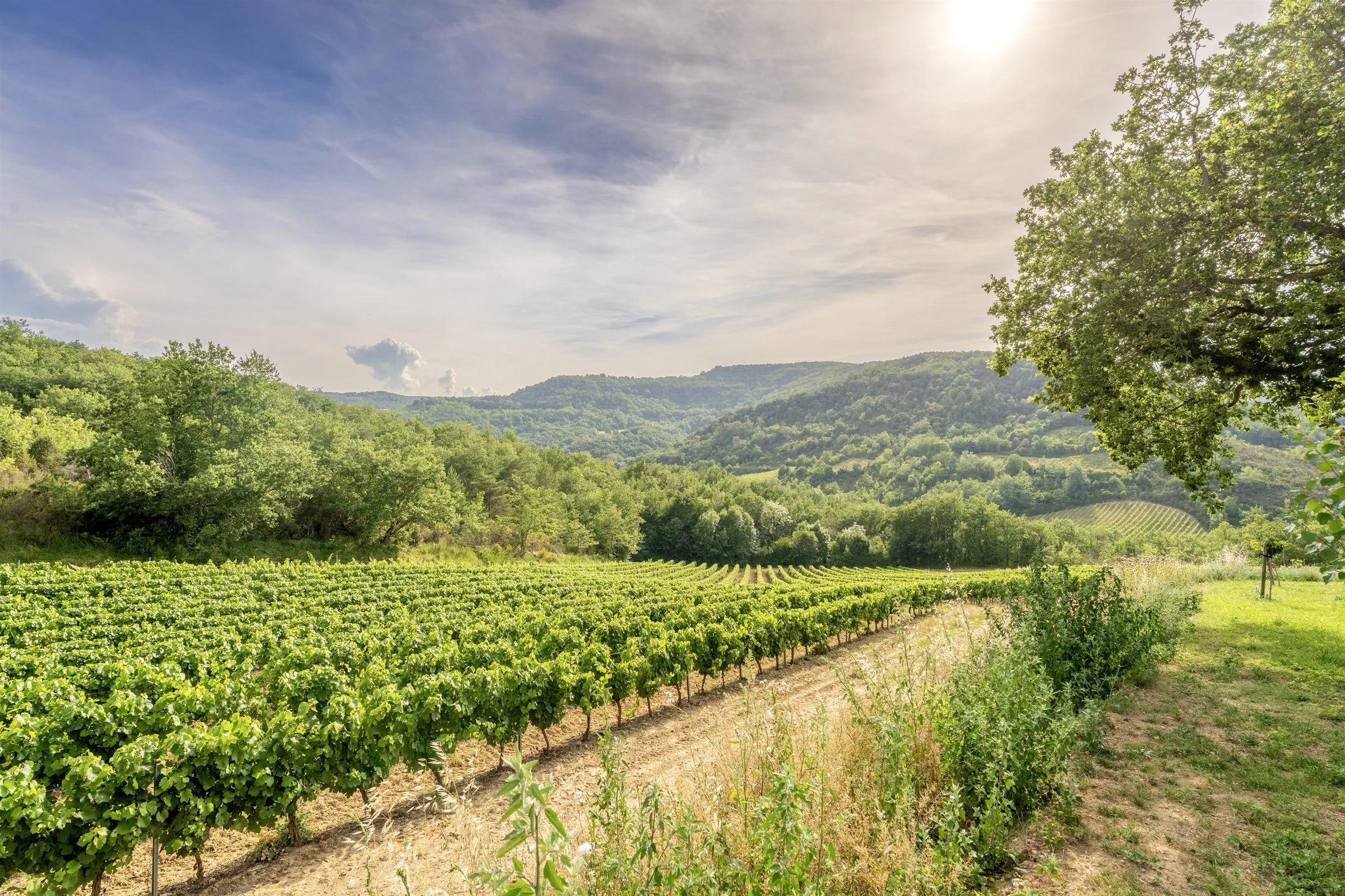 Vineyards at sunset near Château de Tournou